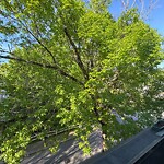 Public Trees at 42.34 N 71.14 W