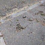 Dead Animals at 121 Beaconsfield Rd