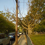 Public Trees at Corey Hill Park, Summit Ave, Brookline 02445