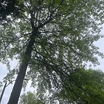 Public Trees at 190 Babcock St
