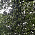 Public Trees at 182 Babcock St