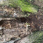 Public Trees at 249 Clinton Rd