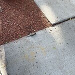 Dead Animals at 123 Brook St