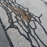 Pothole at 18 Cramond Rd, Chestnut Hill