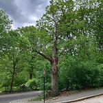 Public Trees at 24 Highland Rd