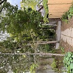 Public Trees at 71 Addington Rd, Brookline 02445