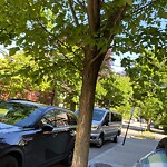 Parking Ticket at 1–11 Williston Rd