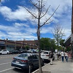 Public Trees at 305 Harvard St