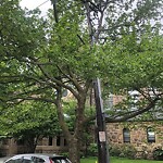 Public Trees at 90 Park St