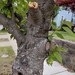 Public Trees at 660 Chestnut Hill Ave