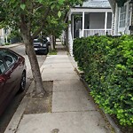 Public Trees at 13 Roberts St