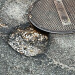 Pothole at 320 Newton St, Chestnut Hill