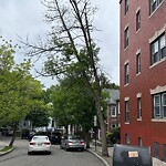 Public Trees at 9 Summit Ave