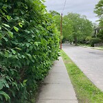 Sidewalk Obstruction at 144 Middlesex Rd, Chestnut Hill
