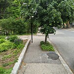 Public Trees at 97 Highland Rd