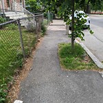 Public Trees at 69 Highland Rd