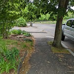 Public Trees at 47 Highland Rd