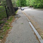 Public Trees at 29 Highland Rd