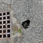Pothole at 31 Pleasant St, Brookline 02446