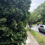 Sidewalk Obstruction at 64 Sumner Rd