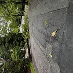 Public Trees at 120 Cabot St, Chestnut Hill
