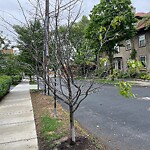 Public Trees at 11 Crowninshield Rd