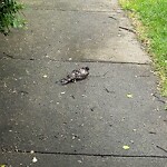 Dead Animals at 400–422 Clinton Rd