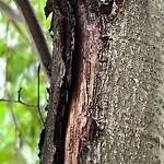Public Trees at 16 Littell Rd