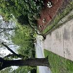 Public Trees at 60 Willow Cres, Brookline 02445