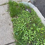 Dead Animals at 22 Beals St