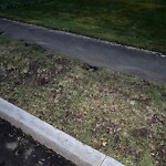 Rodent Issues at 182 Buckminster Rd