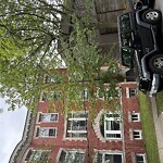 Public Trees at 24 Strathmore Rd, Brookline 02445