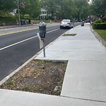 Public Trees at 366 Washington St