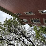 Public Trees at 21 Strathmore Rd, Brookline 02445