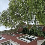 Public Trees at 21 Strathmore Rd, Brookline 02445