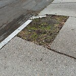 Public Trees at 111 Chestnut St