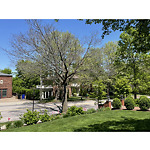 Public Trees at 338 Clinton Rd