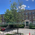 Public Trees at 31 Gibbs St
