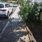 Sidewalk Obstruction at 11 Hart St