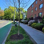 Public Trees at 222 Babcock St