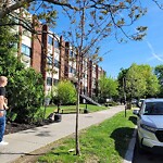 Public Trees at 227 Babcock St