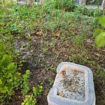 Rodent Issues at 102 Naples Rd