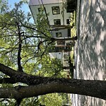 Public Trees at 152 Aspinwall Ave