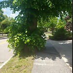 Public Trees at 123 Fisher Ave, Brookline 02445
