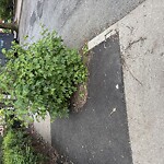 Public Trees at 19 Strathmore Rd