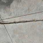 Sidewalk Repair at 42.34 N 71.11 W