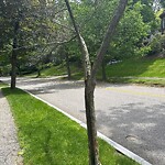 Public Trees at 42.33 N 71.14 W