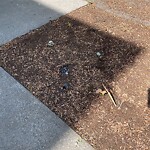 Dead Animals at 53 Crowninshield Rd