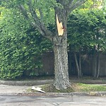 Public Trees at 1–99 Elba St