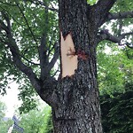 Public Trees at 1–99 Elba St